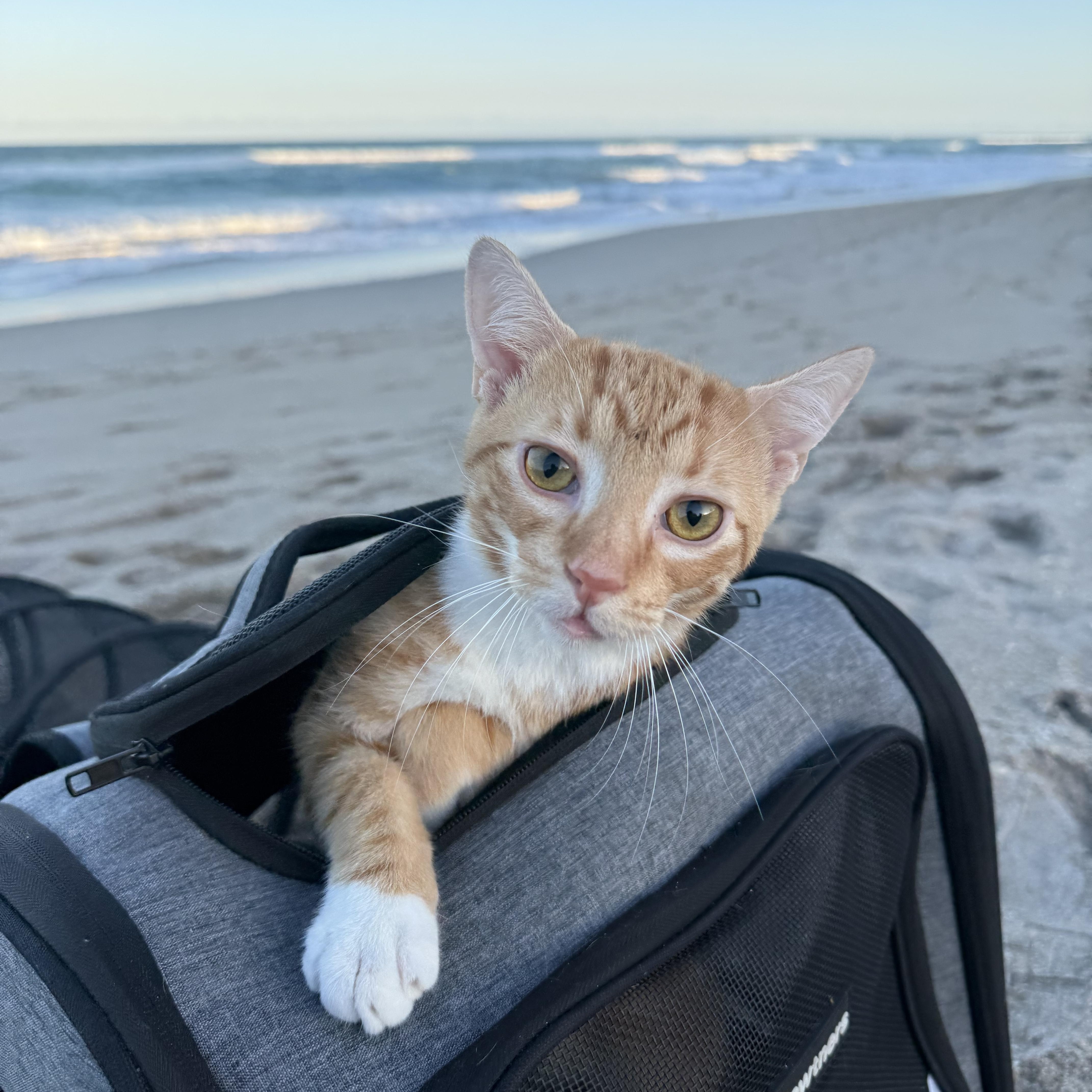 Tom and Jerry, Adoptable, Young Male Domestic Short Hair.