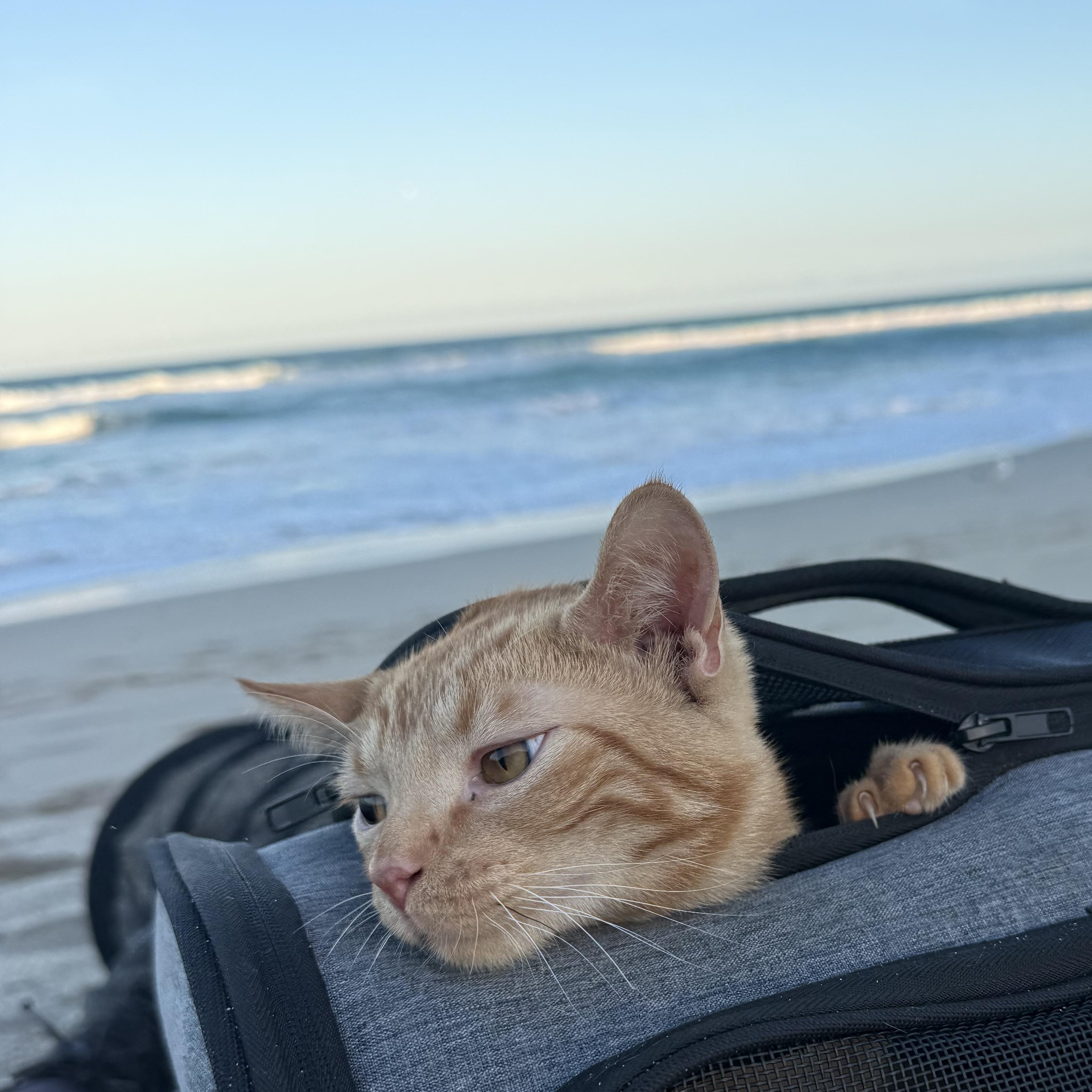 Enlarge Tom and Jerry, a Adoptable Domestic Short Hair in Palm City, FL image 6/6