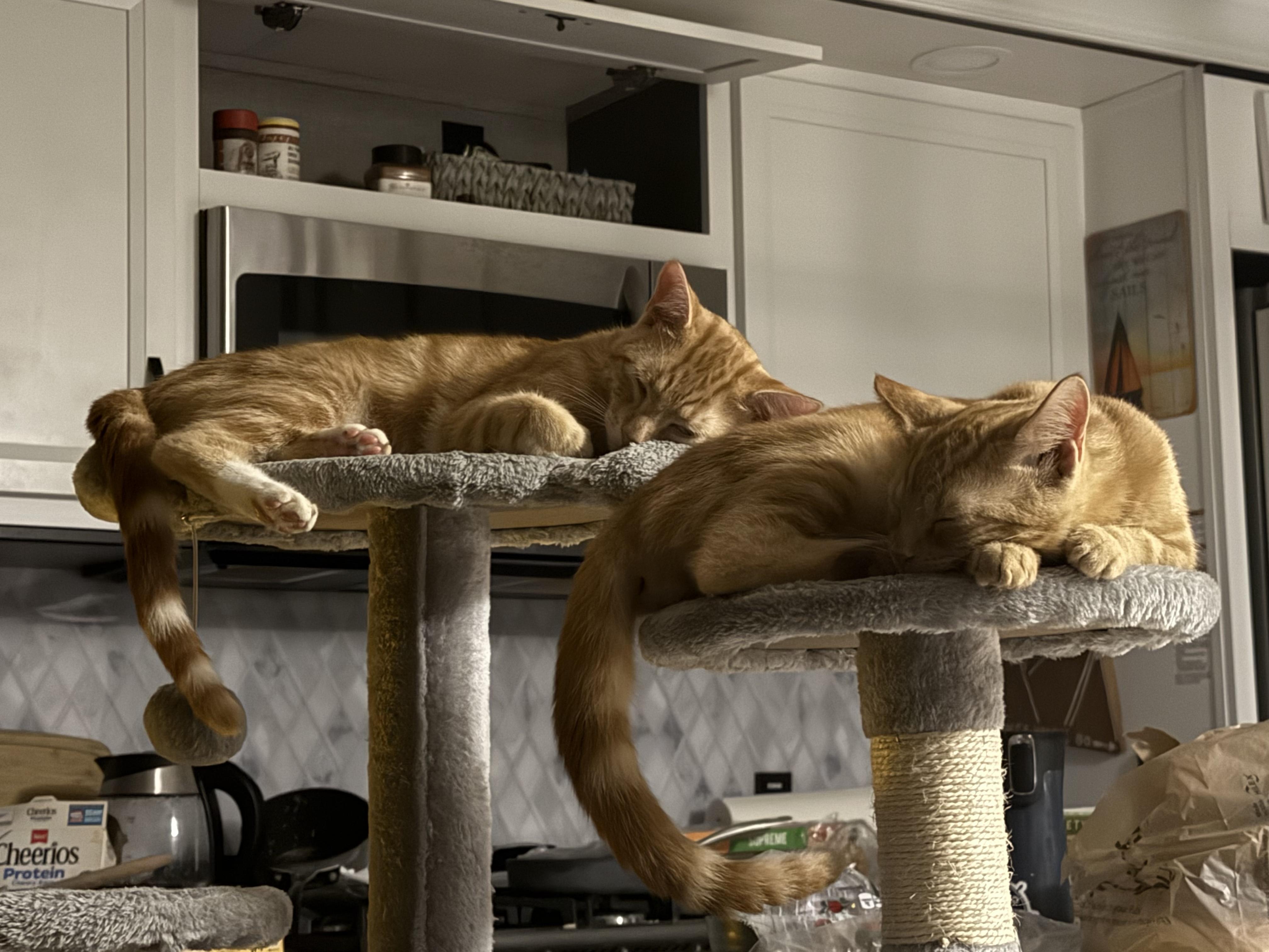 Enlarge Tom and Jerry, a Adoptable Domestic Short Hair in Palm City, FL image 2/6