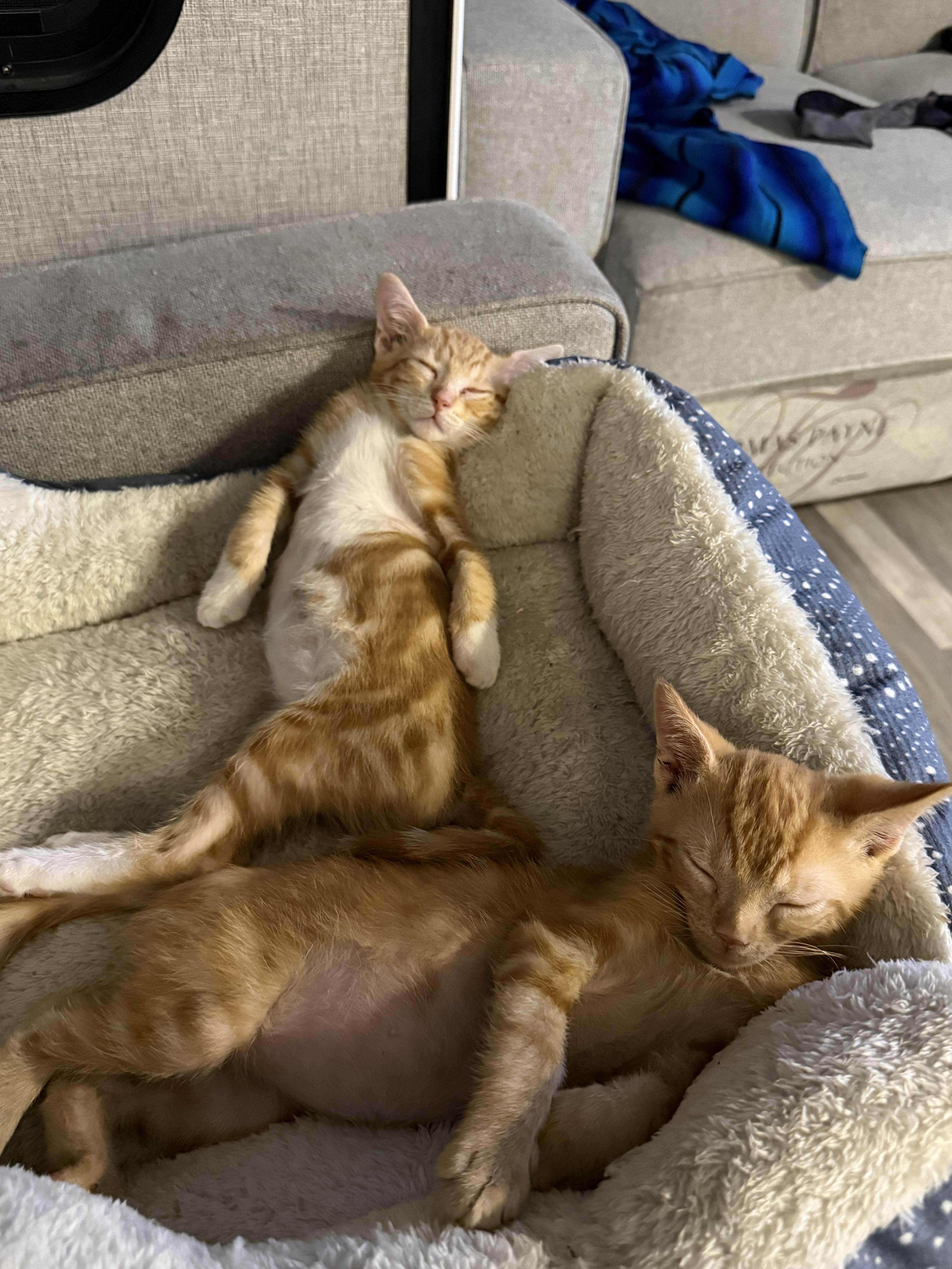 Enlarge Tom and Jerry, a Adoptable Domestic Short Hair in Palm City, FL image 3/6