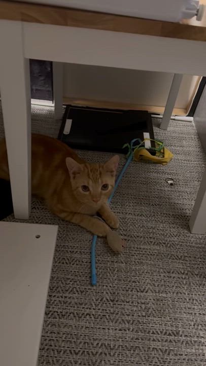 Enlarge Tom and Jerry, a Adoptable Domestic Short Hair in Palm City, FL video 4/6