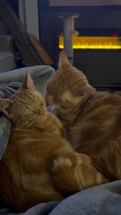 Enlarge Tom and Jerry, a Adoptable Domestic Short Hair in Palm City, FL video 5/6