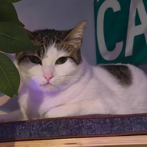 Ellie Alleya — thumbnail 2