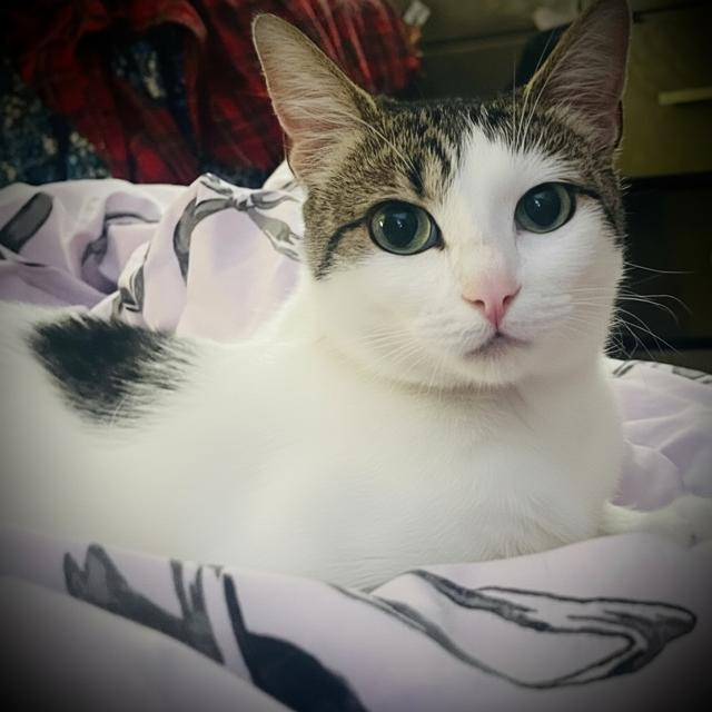 Ellie Alleya — thumbnail 3