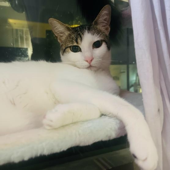 Ellie Alleya — thumbnail 5