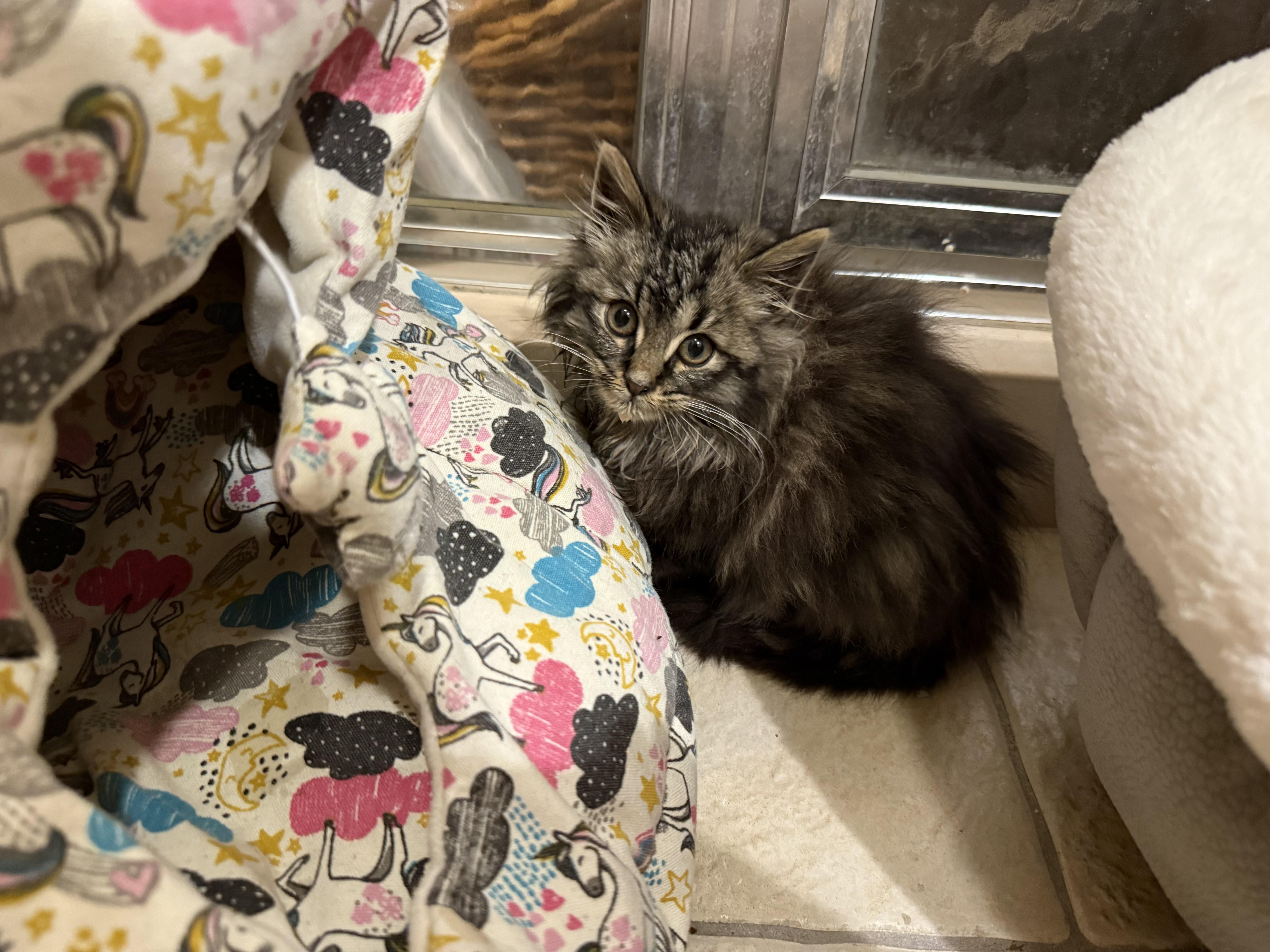 Potato, ADOPTABLE, Kitten Male Maine Coon & Domestic Long Hair.