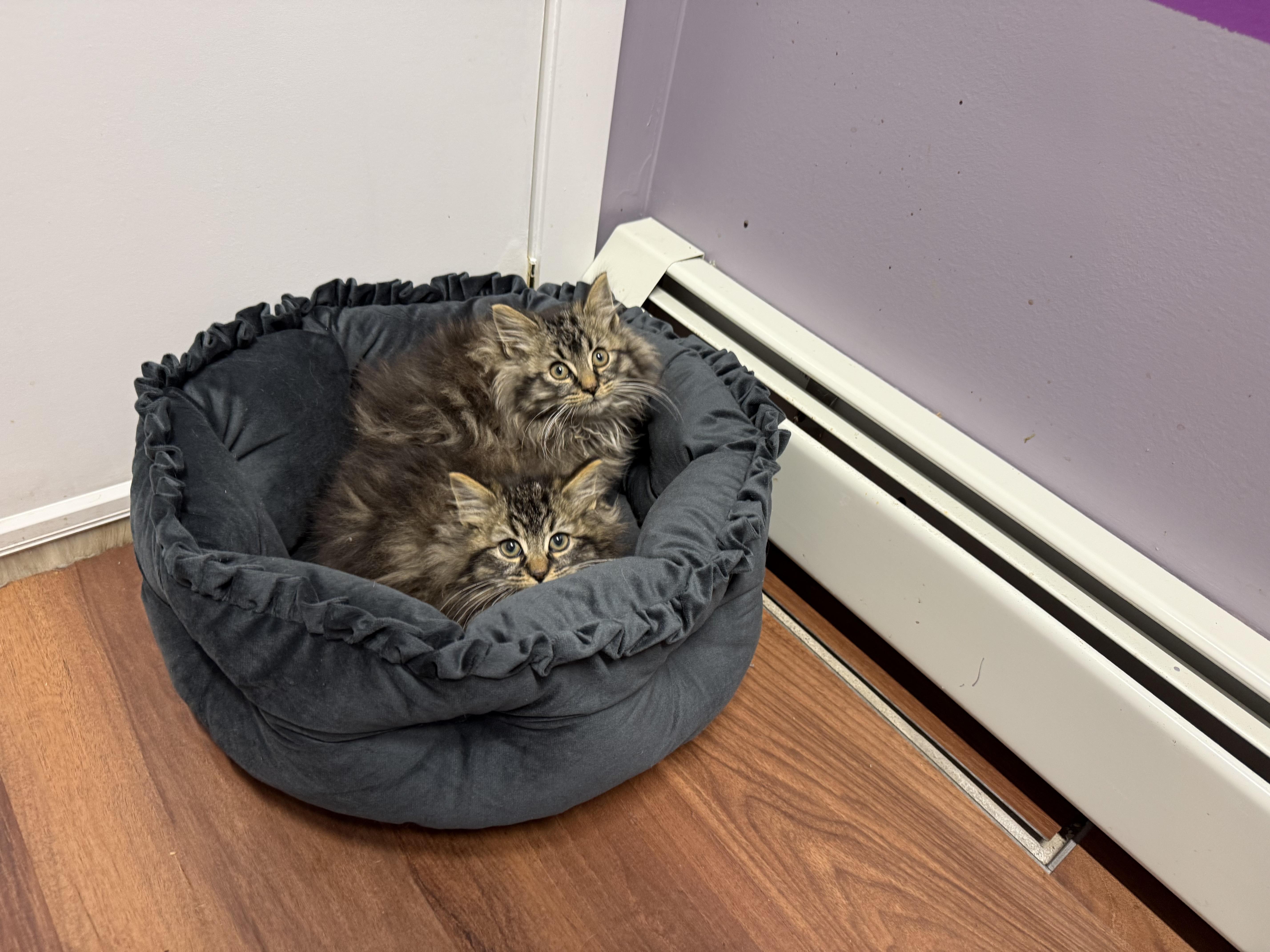 Enlarge Potato, a ADOPTABLE mixed breed in Clifton, NJ image 4/5