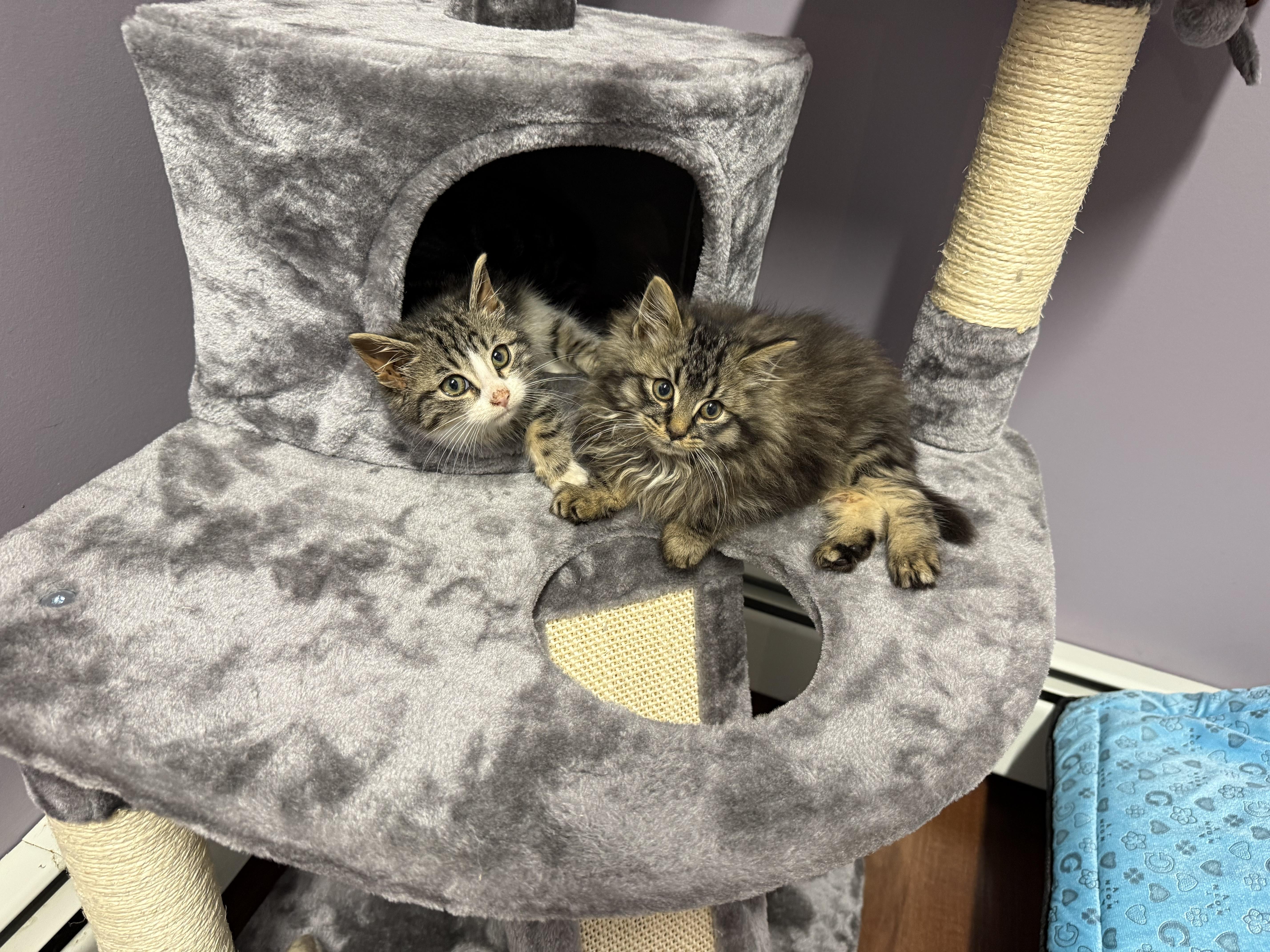 Enlarge Potato, a ADOPTABLE mixed breed in Clifton, NJ image 3/5