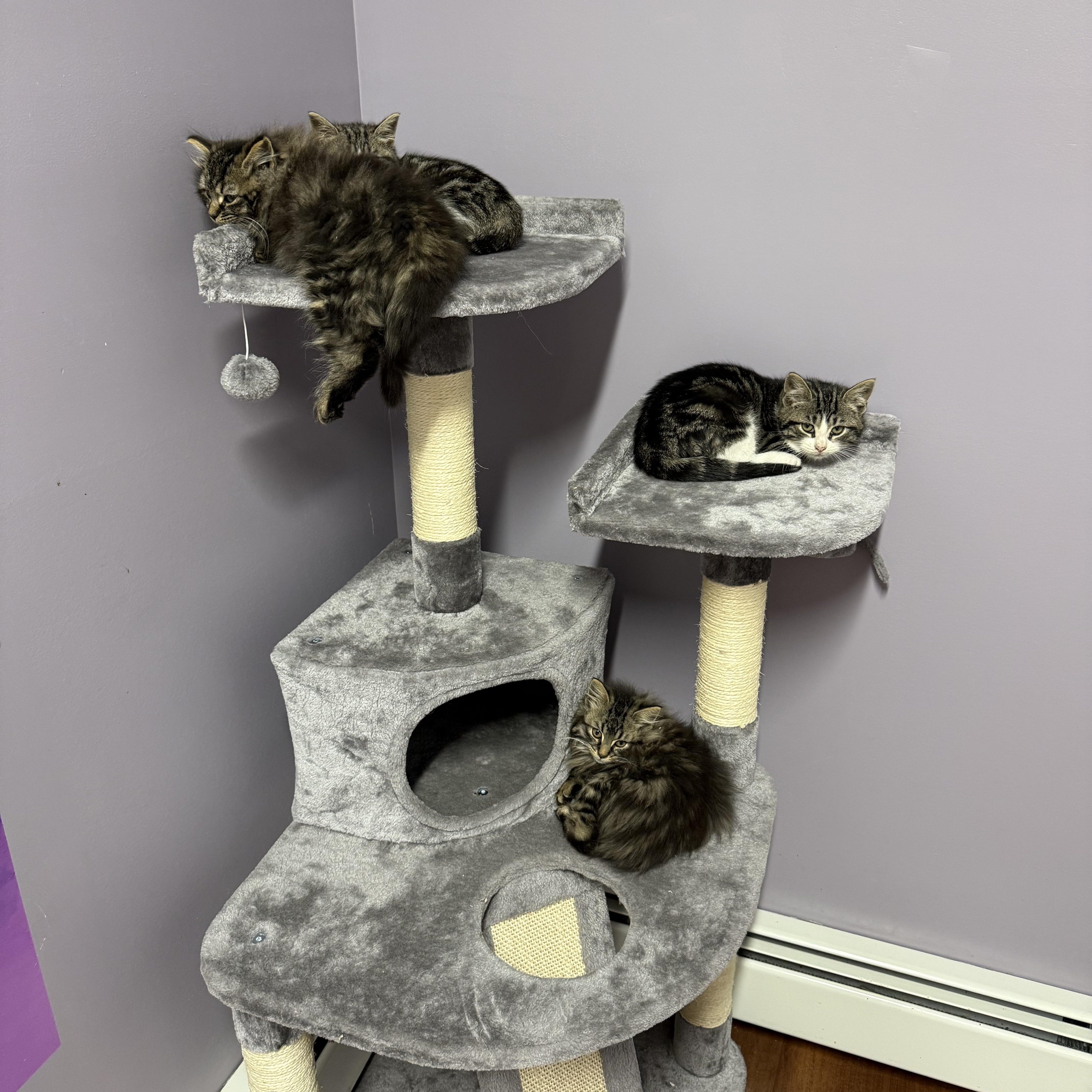 Enlarge Potato, a ADOPTABLE mixed breed in Clifton, NJ image 2/5