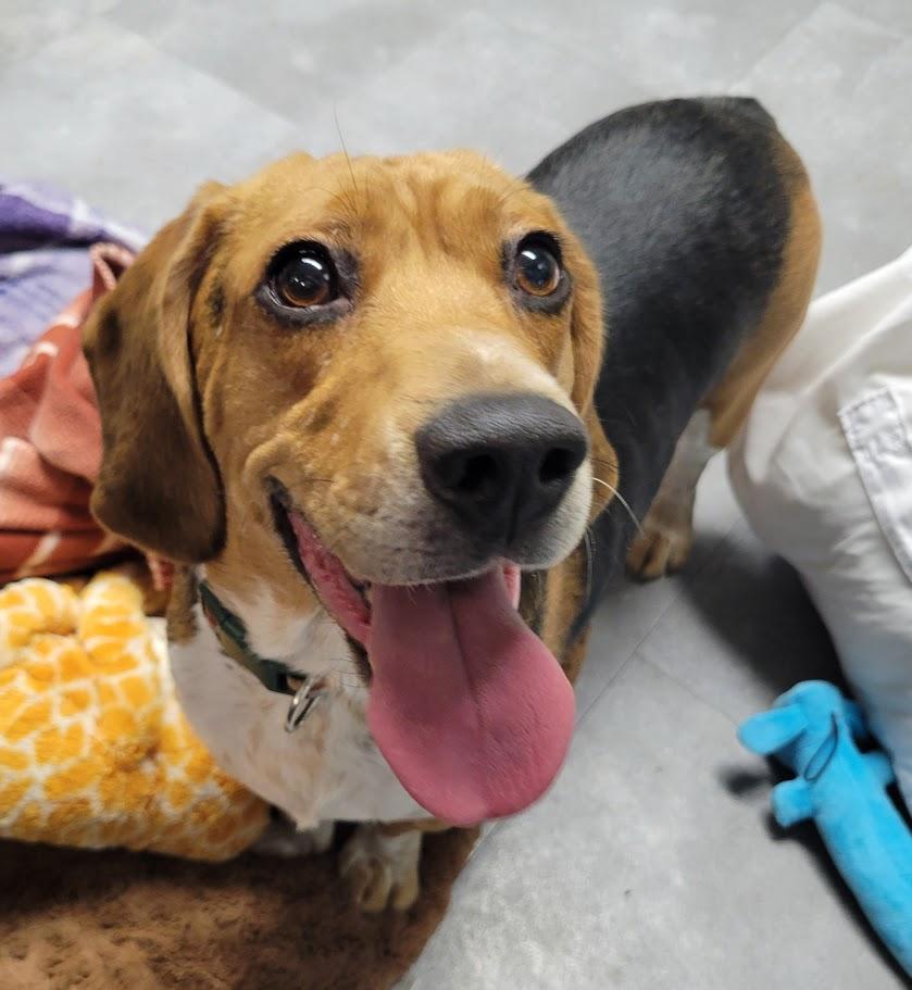 Enlarge Doug, an adopted mixed breed in Lisbon, OH image 2/3