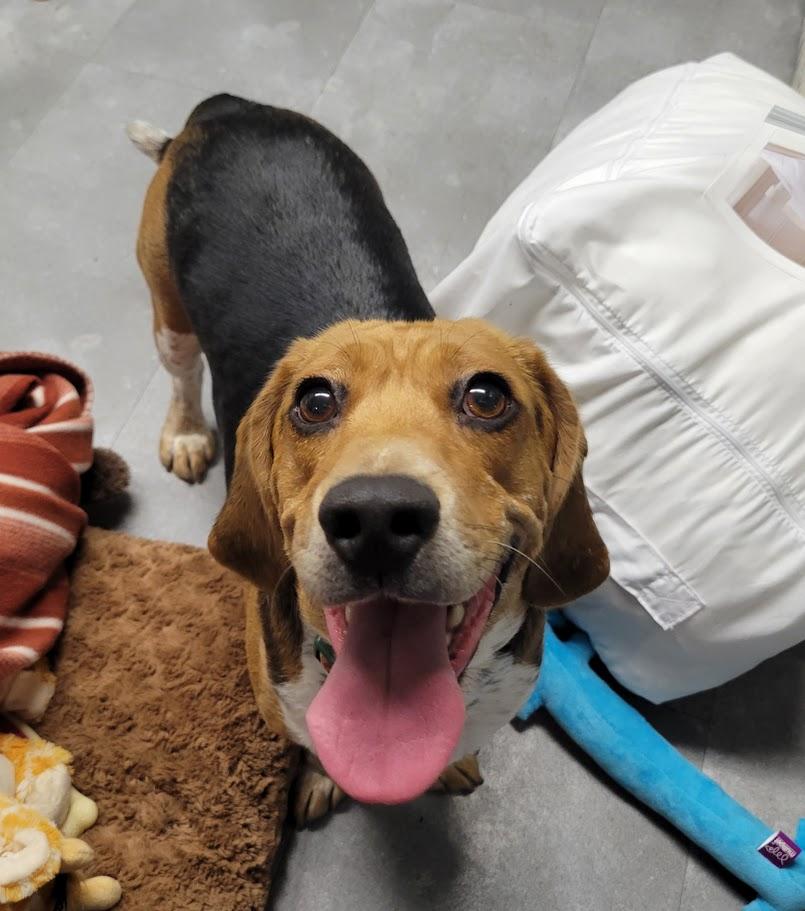 Enlarge Doug, an adopted mixed breed in Lisbon, OH image 1/3