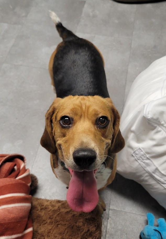 Enlarge Doug, an adopted mixed breed in Lisbon, OH image 3/3