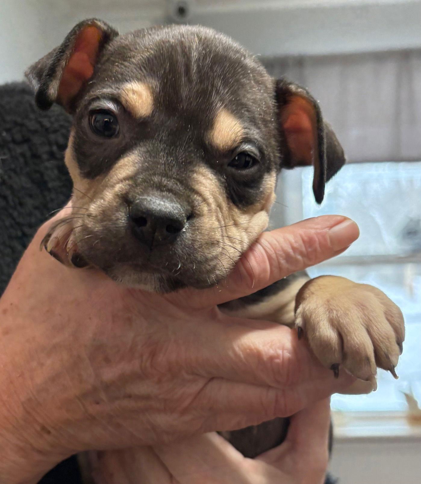 Wayne, Adoptable, Puppy Male Pit Bull Terrier.