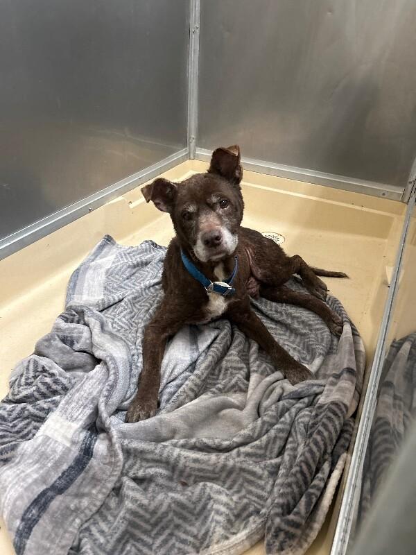 Turbo, Adoptable, Adult Male Pit Bull Terrier.