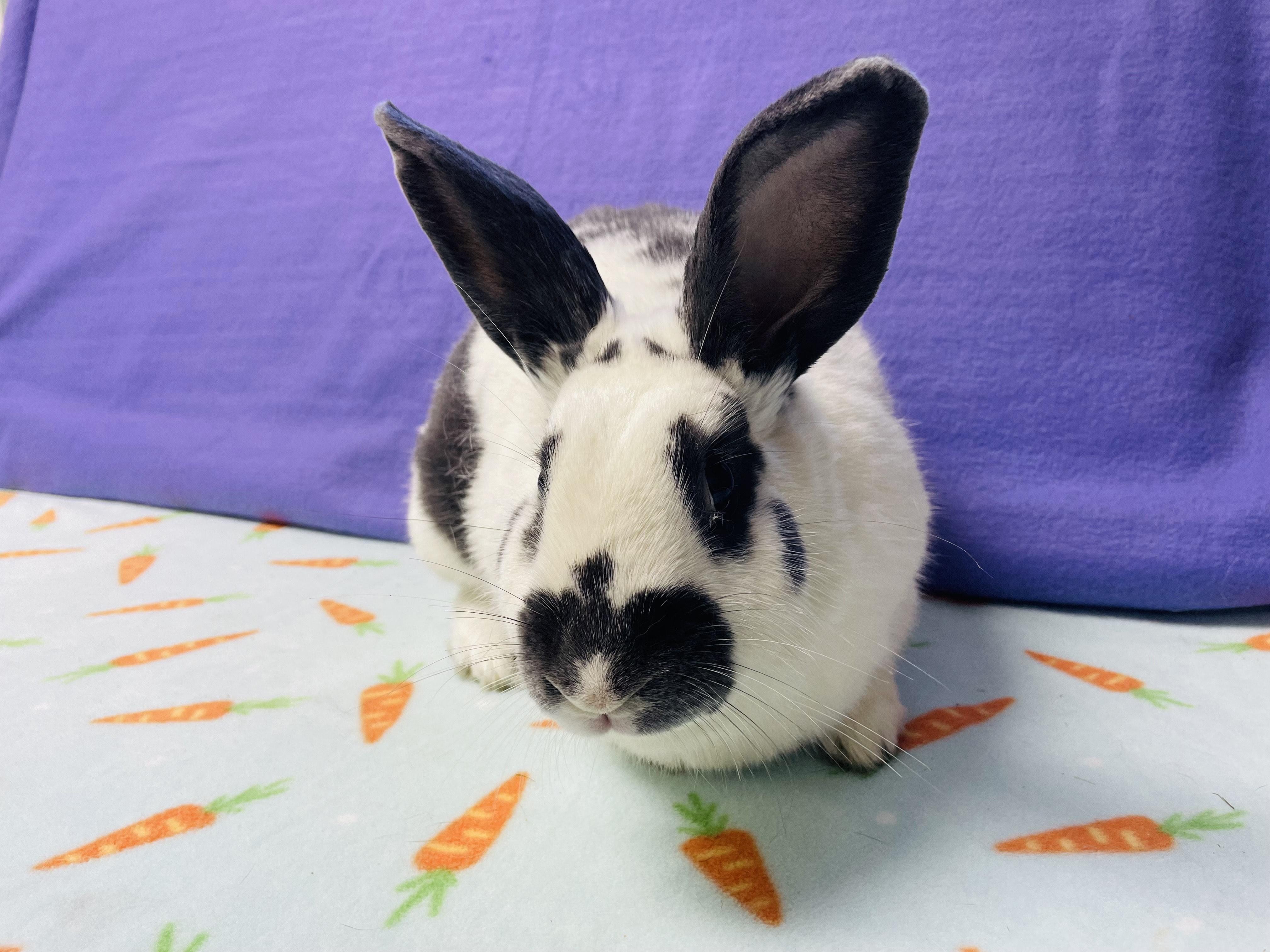 Ed, Adoptable, Adult Male Bunny Rabbit.