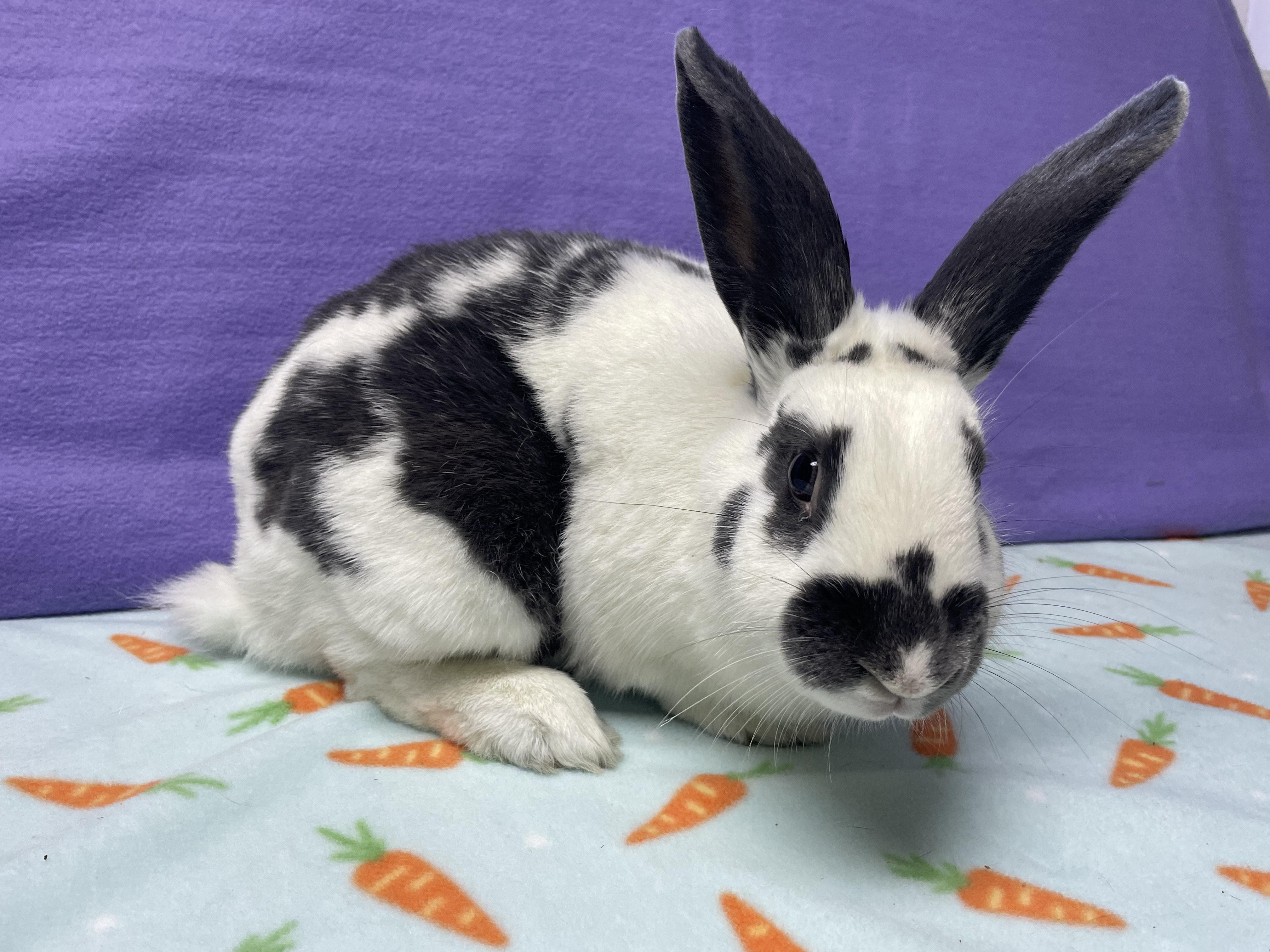 Ed, a Adoptable Bunny Rabbit in Harrisburg, PA image 2/3