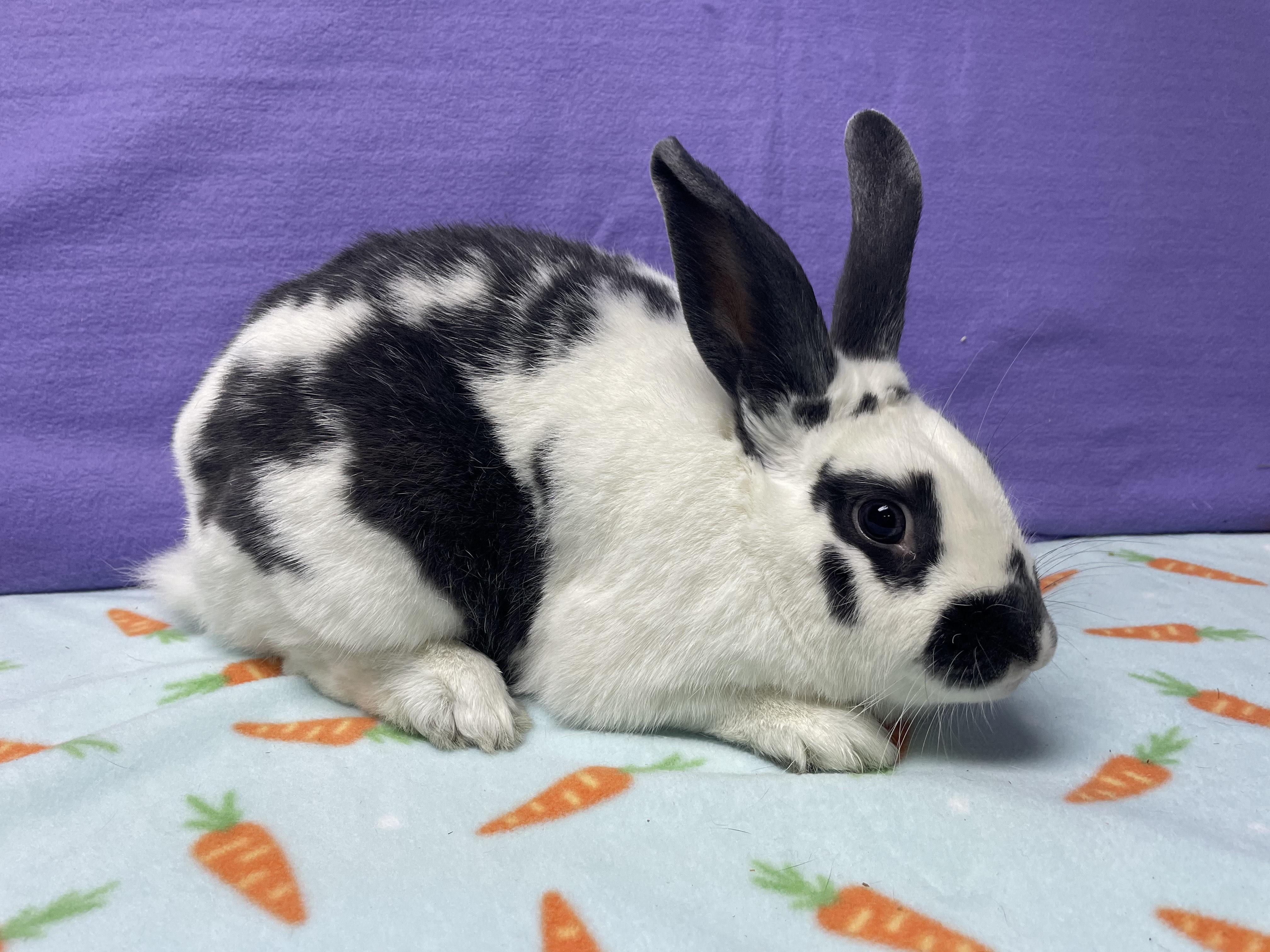 Ed, a Adoptable Bunny Rabbit in Harrisburg, PA image 3/3