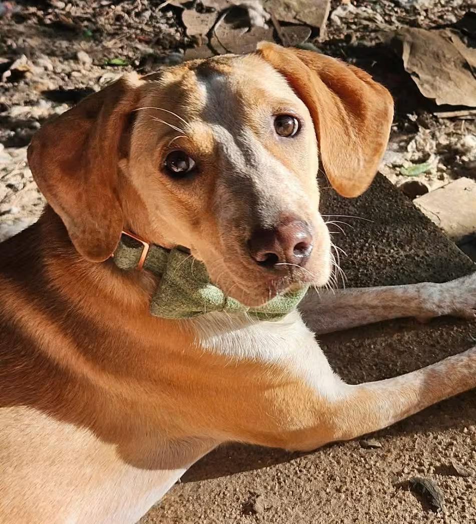 Georgie Porgie, ADOPTABLE, Young Male Labrador Retriever & Pointer.