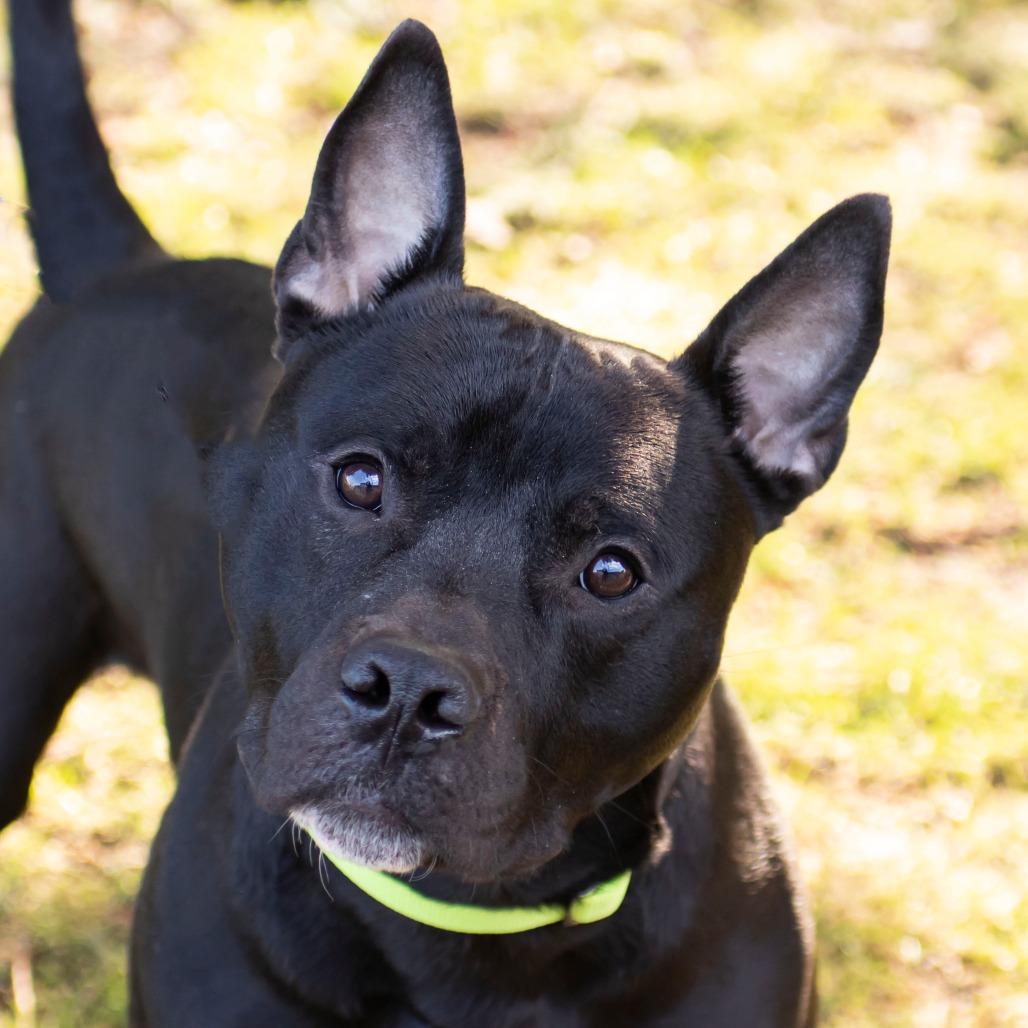 Mazi, Adoptable, Adult Male Mixed Breed.