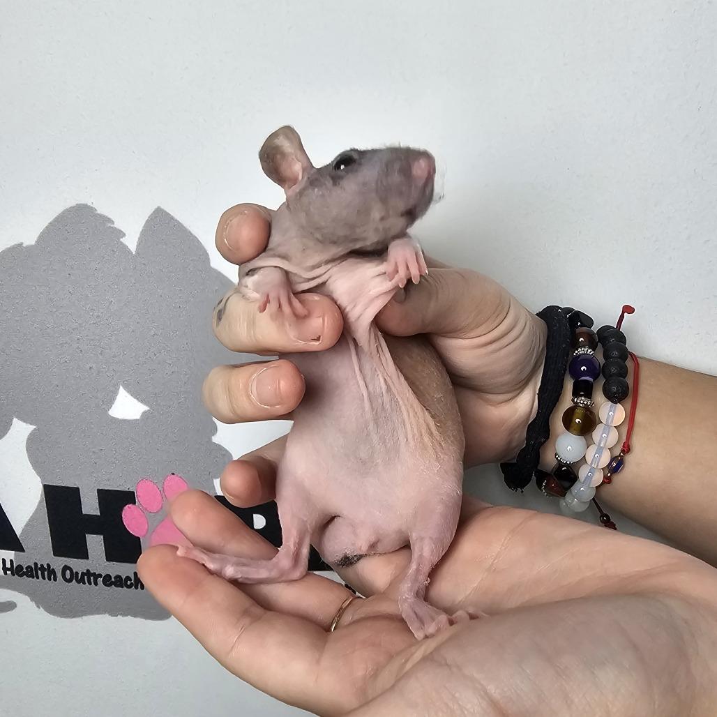Norman, Adoptable, Baby Male Rat.