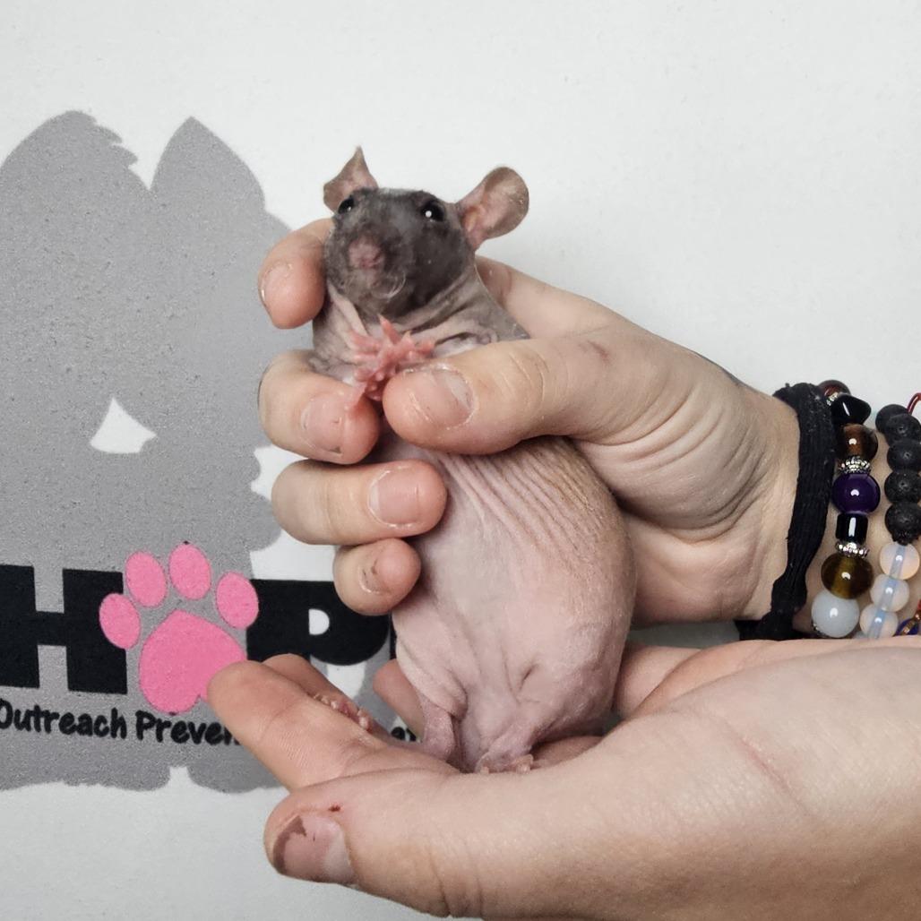 Norman, a Adoptable Rat in Milton, FL image 2/3