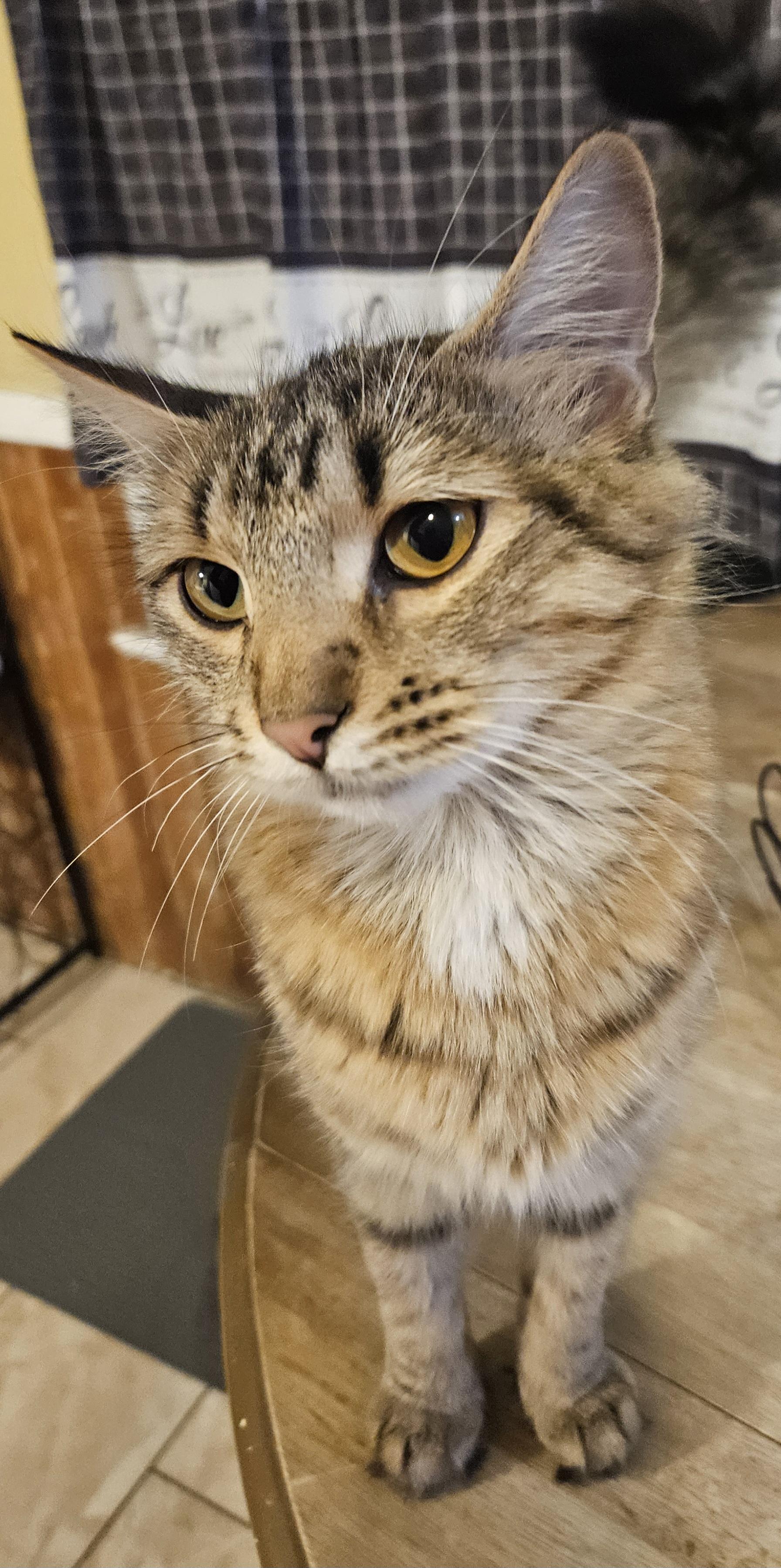 Enlarge Twilight, a Adopted mixed breed in Hartford, CT image 4/5
