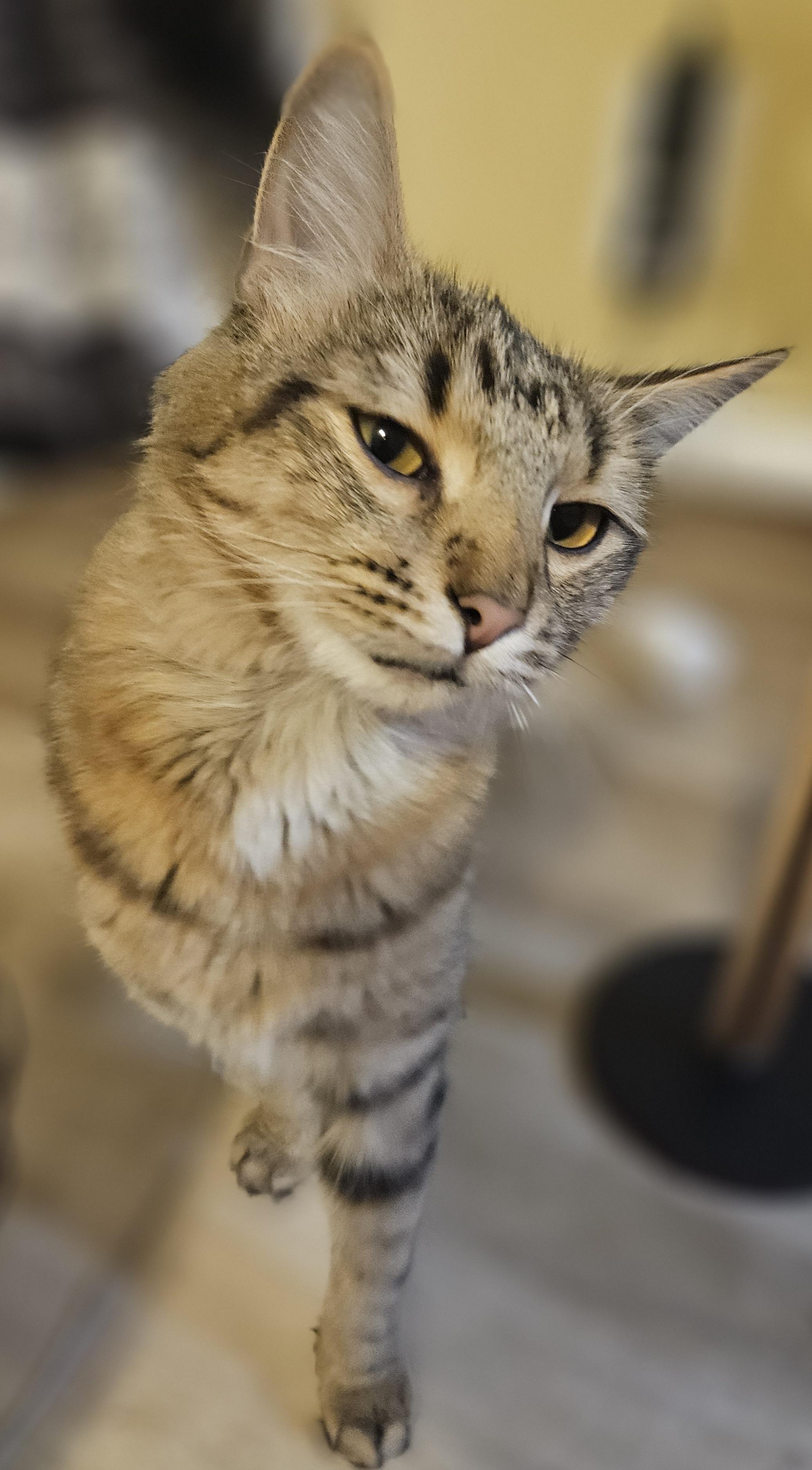 Enlarge Twilight, a Adopted mixed breed in Hartford, CT image 2/5