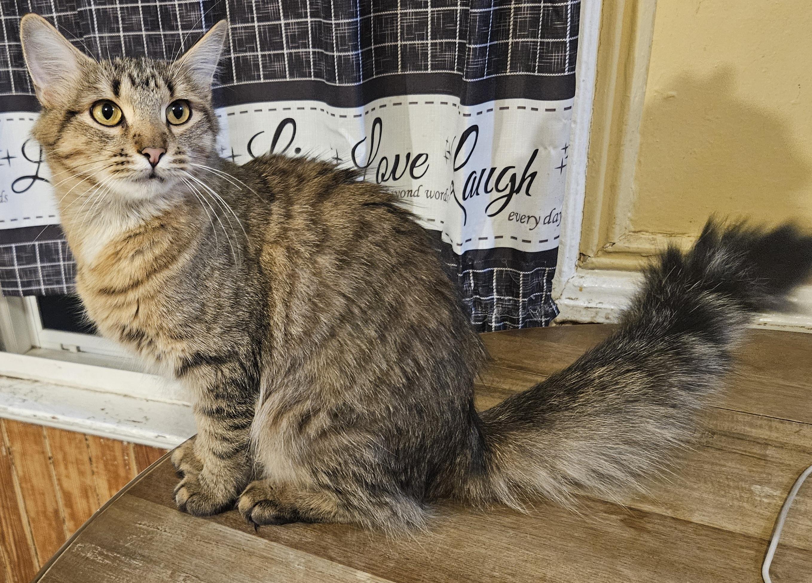 Enlarge Twilight, a Adopted mixed breed in Hartford, CT image 3/5