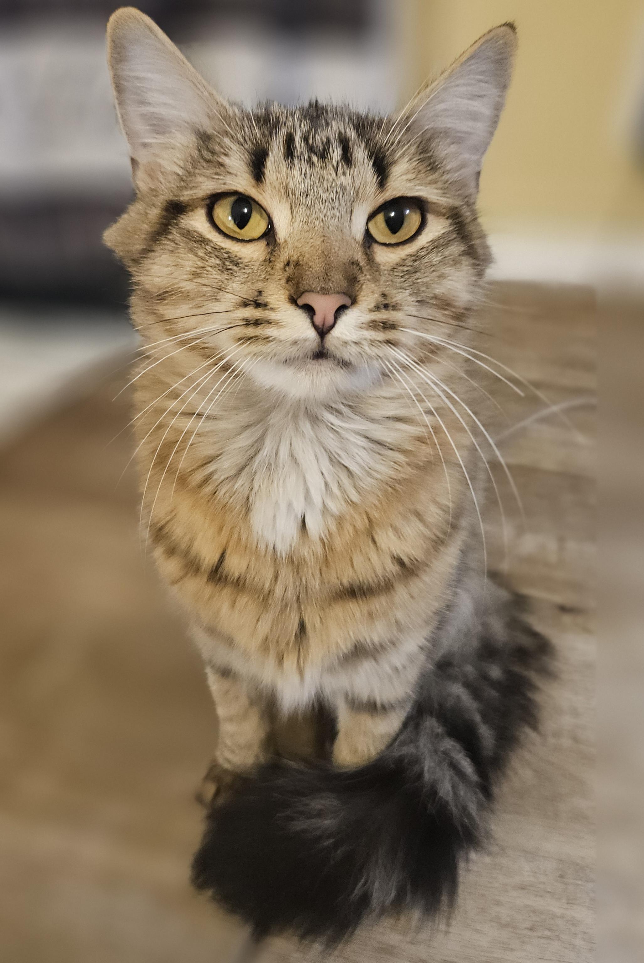 Twilight, Adopted, Young Female Turkish Angora & Norwegian Forest Cat.