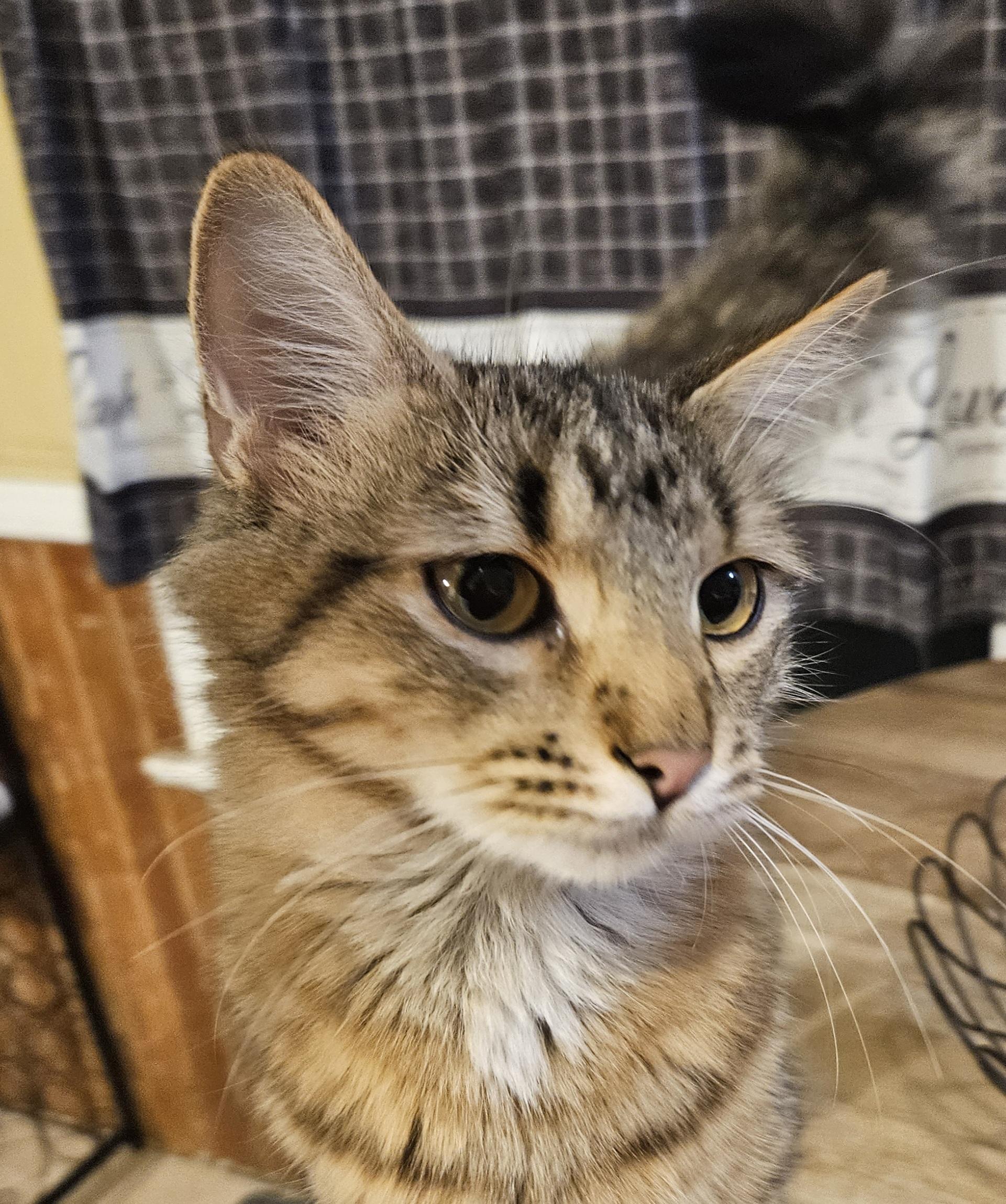 Enlarge Twilight, a Adopted mixed breed in Hartford, CT image 5/5