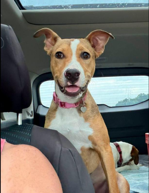 Remy, an adopted mixed breed in Eutawville, SC image 2/6