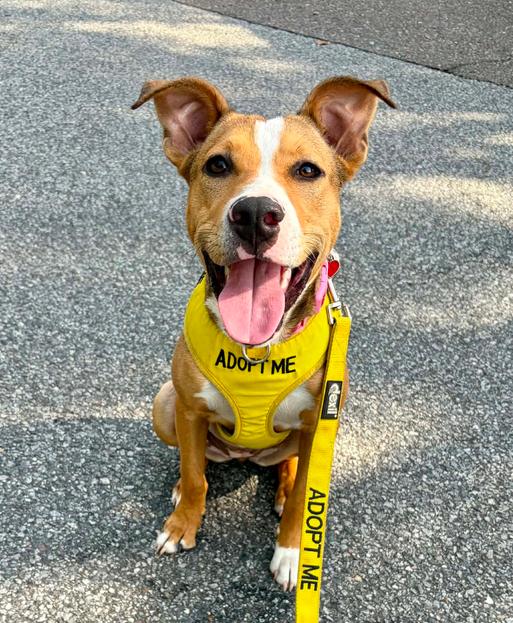Remy, adopted, Puppy Female Mixed Breed.