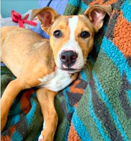 Remy, an adopted mixed breed in Eutawville, SC image 3/6