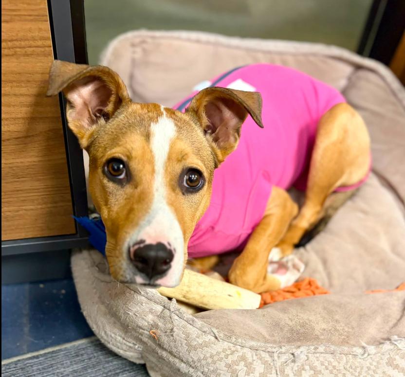 Remy, an adopted mixed breed in Eutawville, SC image 4/6