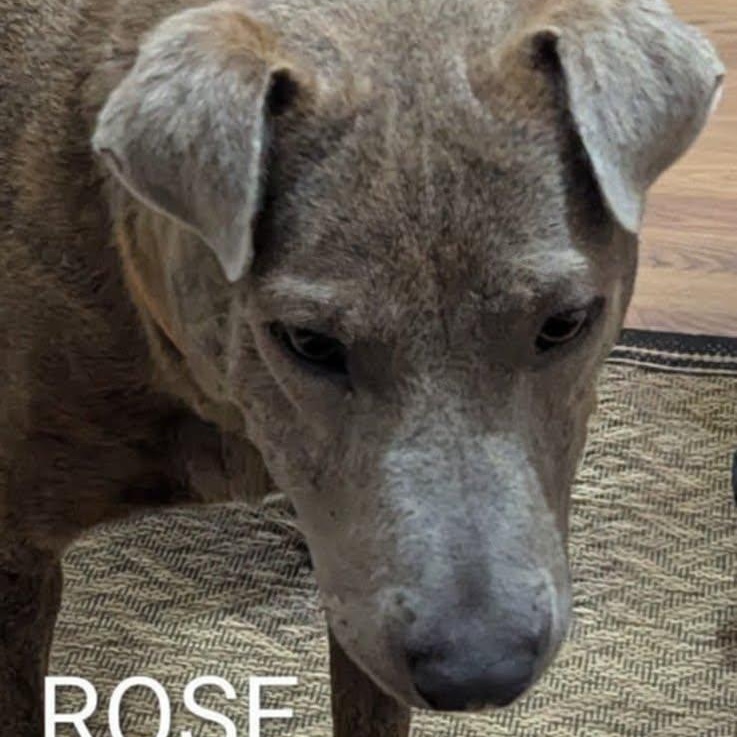Rosie (20260212-01)