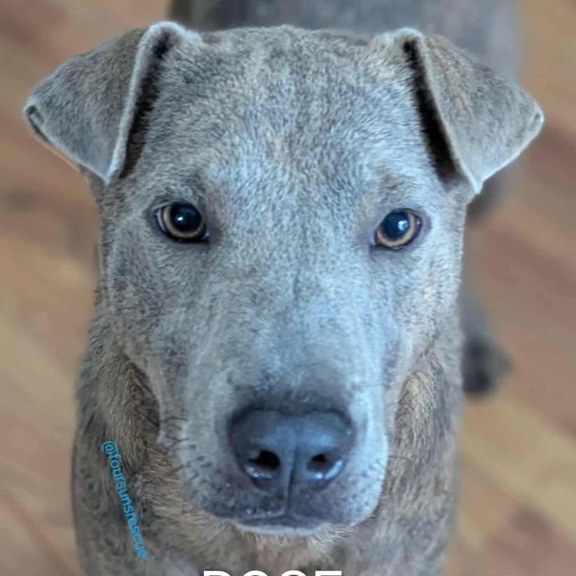 Rosie (20260212-01) — thumbnail 2