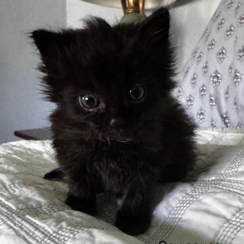 Enlarge Soy Sauce, a Adoptable Domestic Medium Hair in Danbury, CT image 1/1