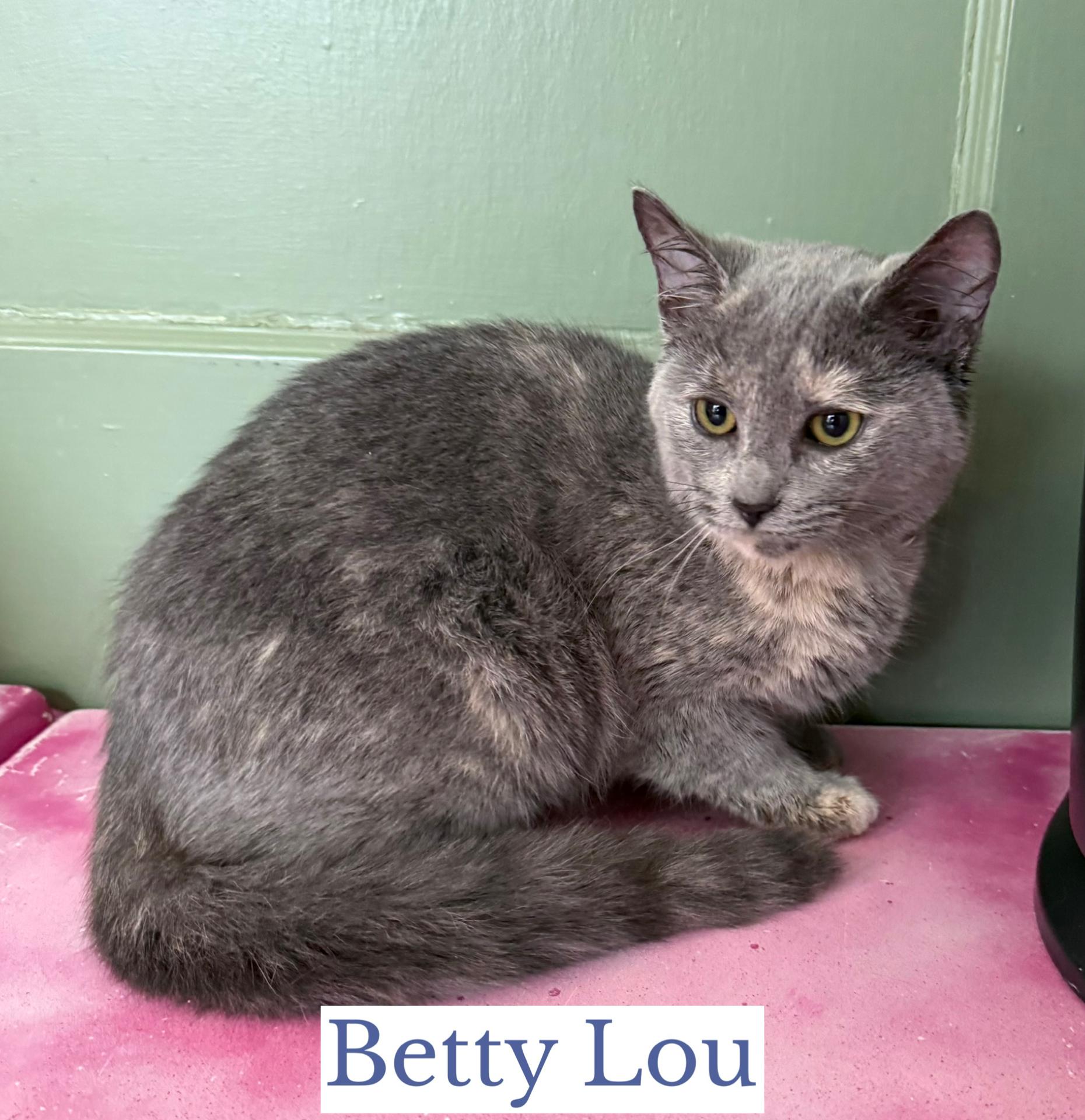 Betty Lou, adopted, Young Female Domestic Short Hair.