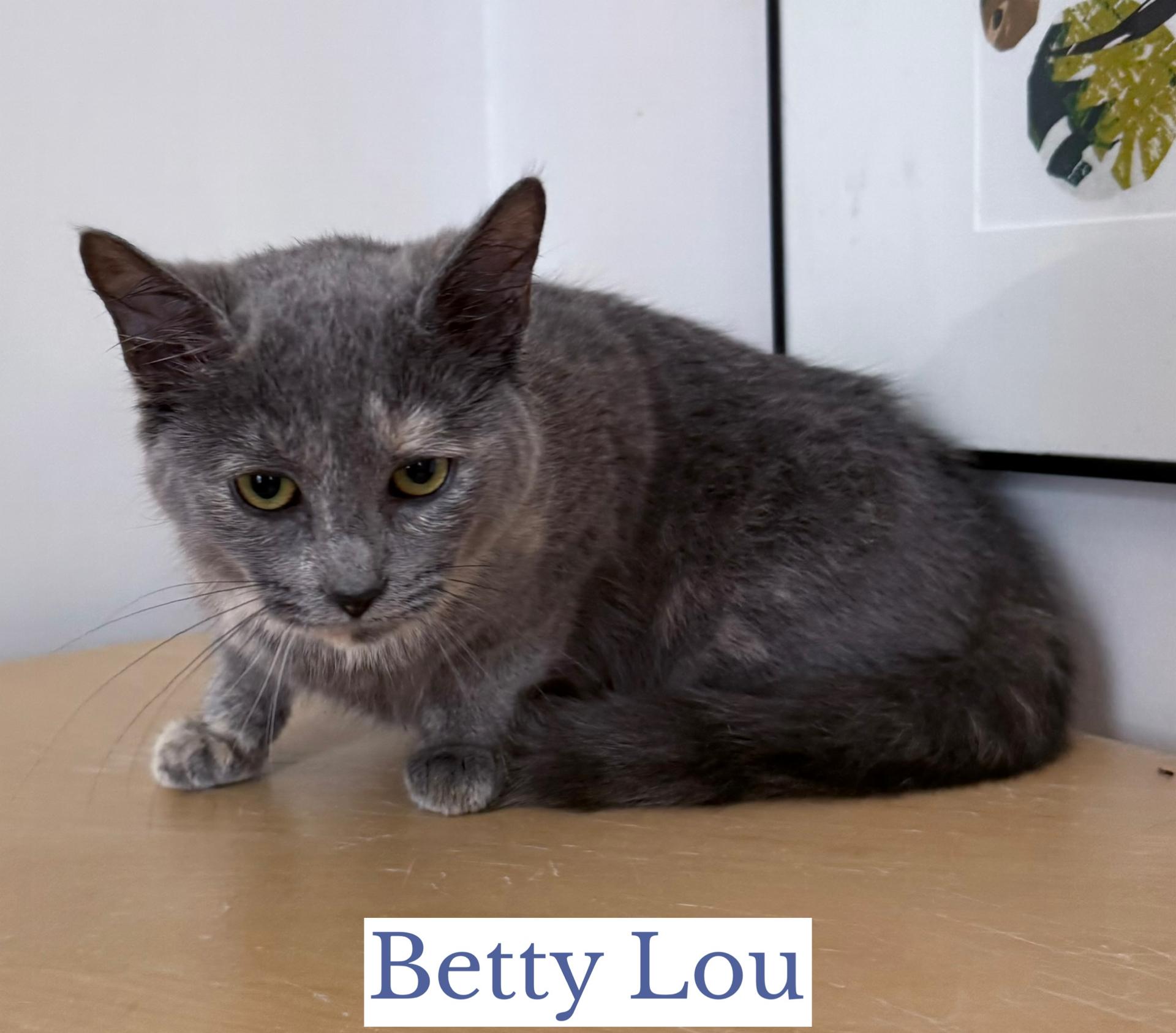 Enlarge Betty Lou, an adopted Domestic Short Hair in Berkeley Springs, WV image 2/2