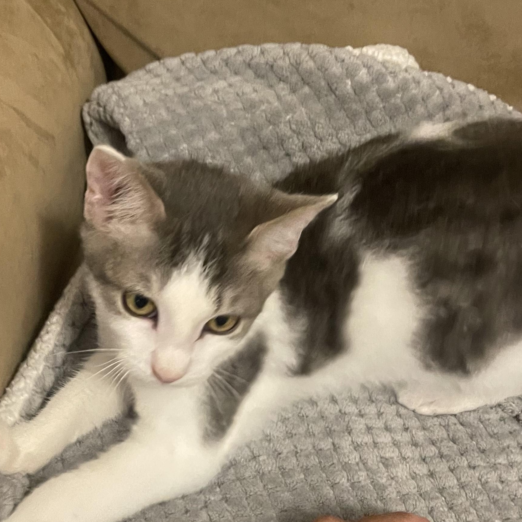 Jack, Adoptable, Kitten Male Domestic Short Hair.