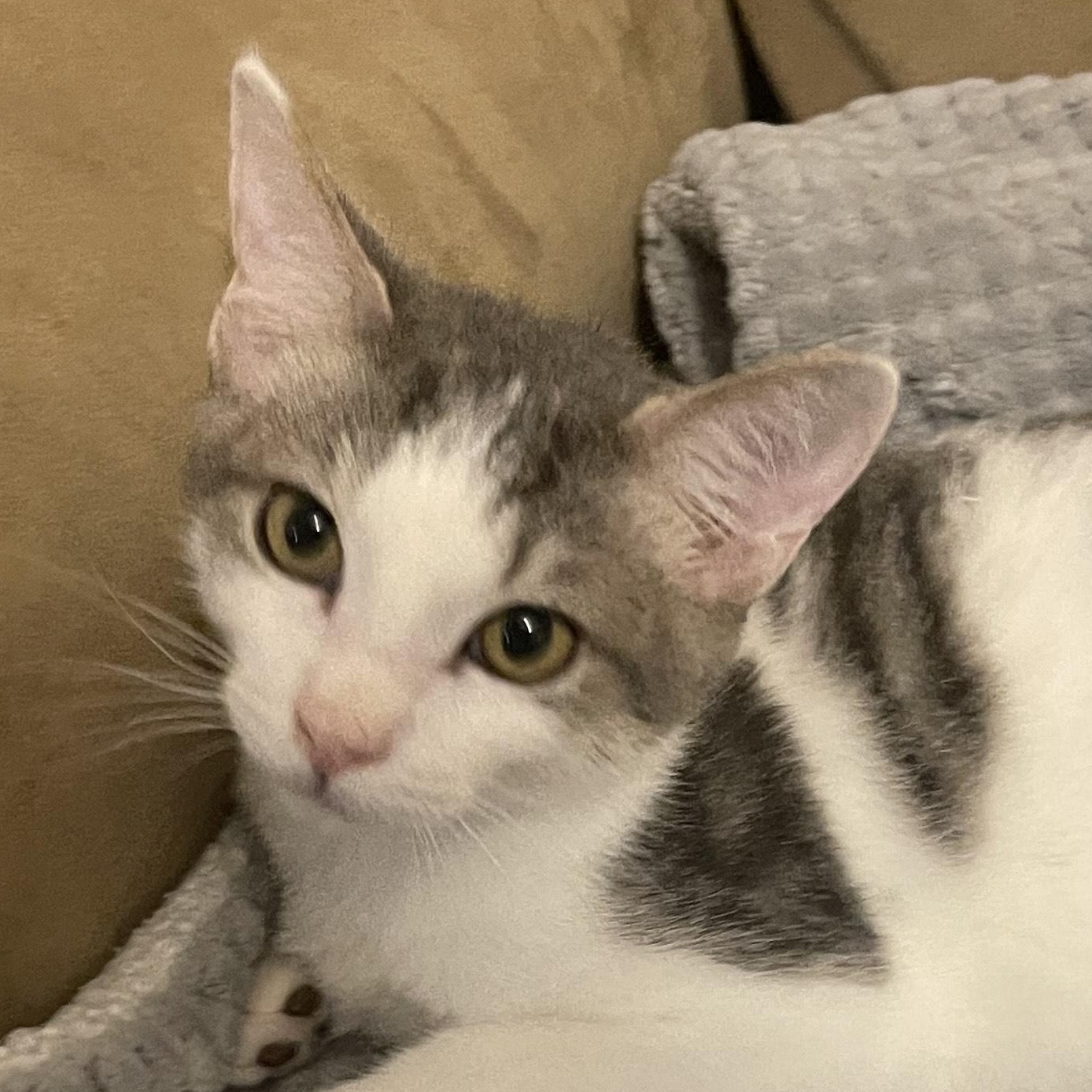 Enlarge Jack, a Adoptable Domestic Short Hair in Denver, NC image 2/4