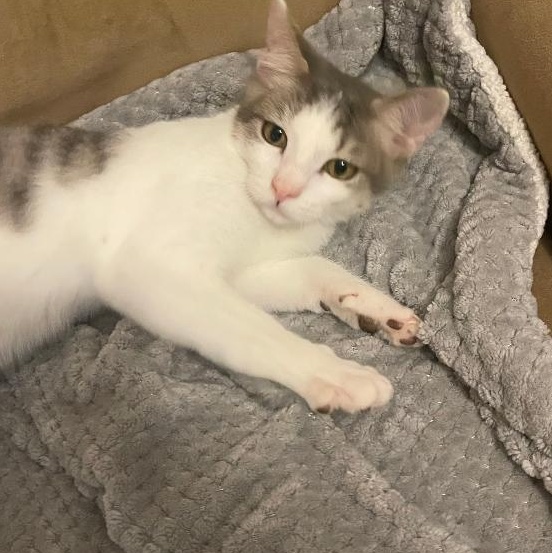 Enlarge Jack, a Adoptable Domestic Short Hair in Denver, NC image 3/4