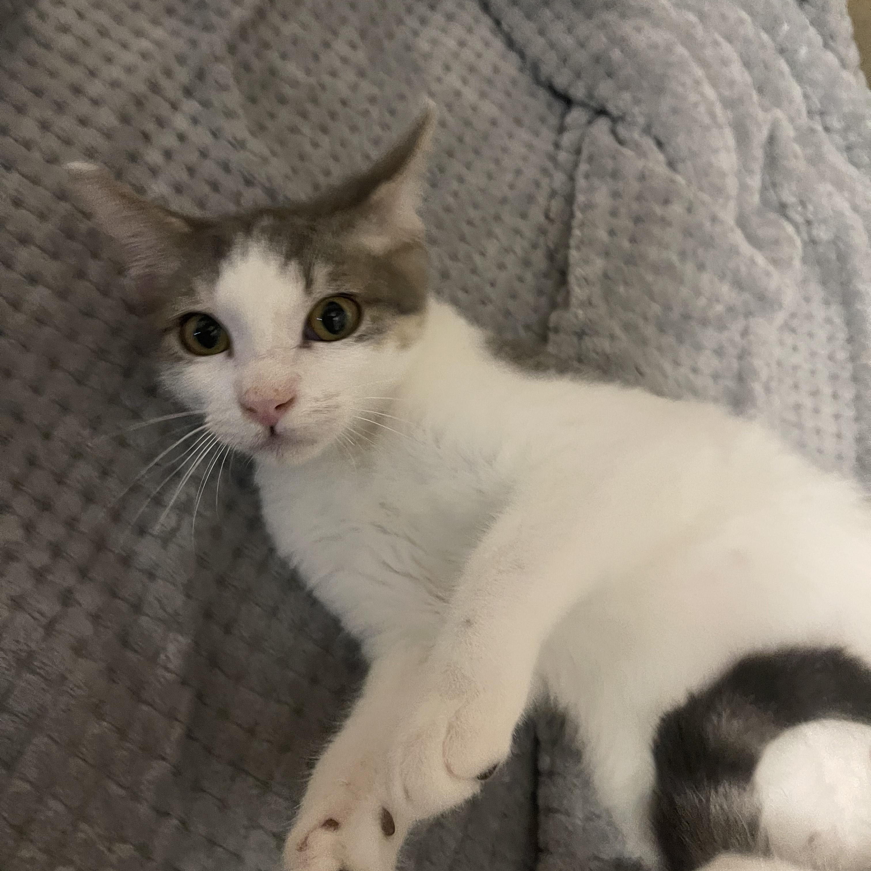 Enlarge Jack, a Adoptable Domestic Short Hair in Denver, NC image 4/4