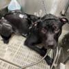 Enlarge DJ, a Adoptable Pit Bull Terrier in Hagerstown , MD image 2/2