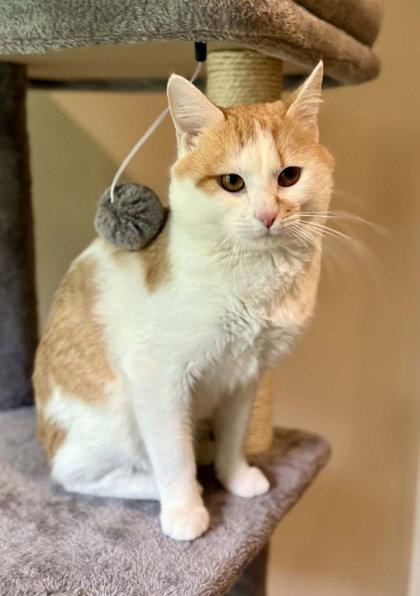 Seeke, Adoptable, Adult Male Domestic Short Hair.