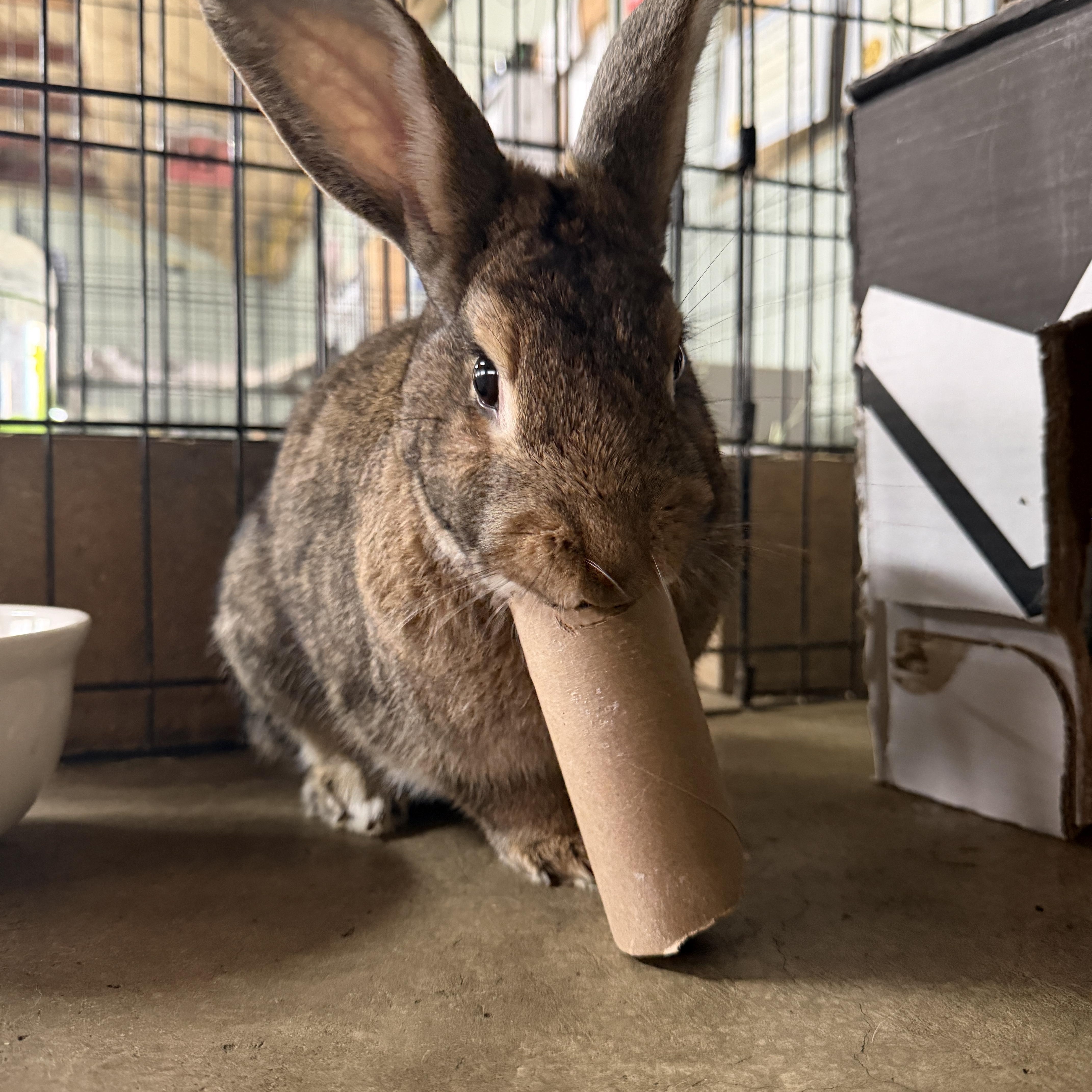 Enlarge Henry, a Adopted Bunny Rabbit in LAS VEGAS, NV image 1/1