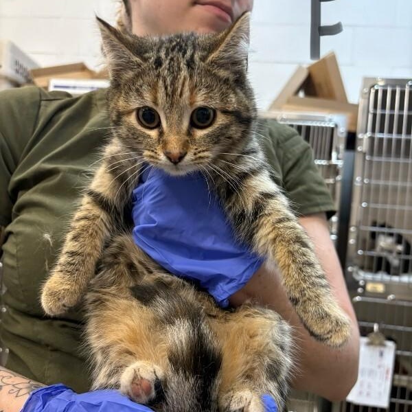 Cabbage, ADOPTABLE, Kitten Female Domestic Short Hair.