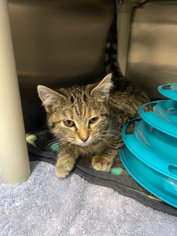 Enlarge Cabbage, a ADOPTABLE Domestic Short Hair in Saint Charles, MO image 2/3