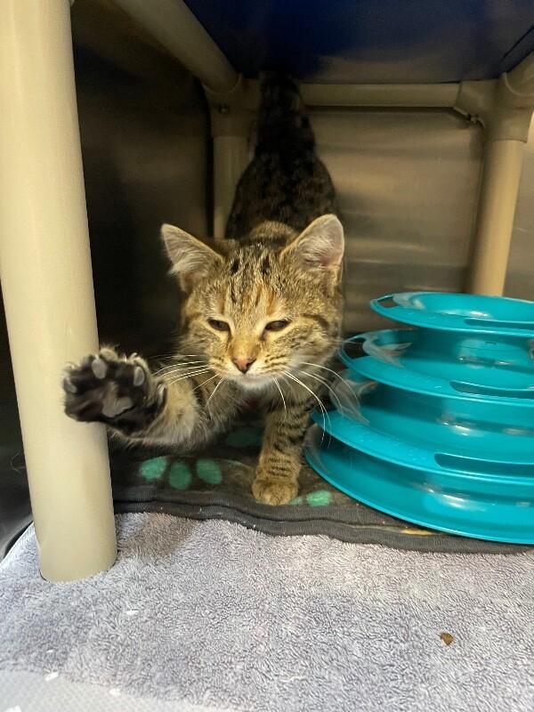 Enlarge Cabbage, a ADOPTABLE Domestic Short Hair in Saint Charles, MO image 3/3