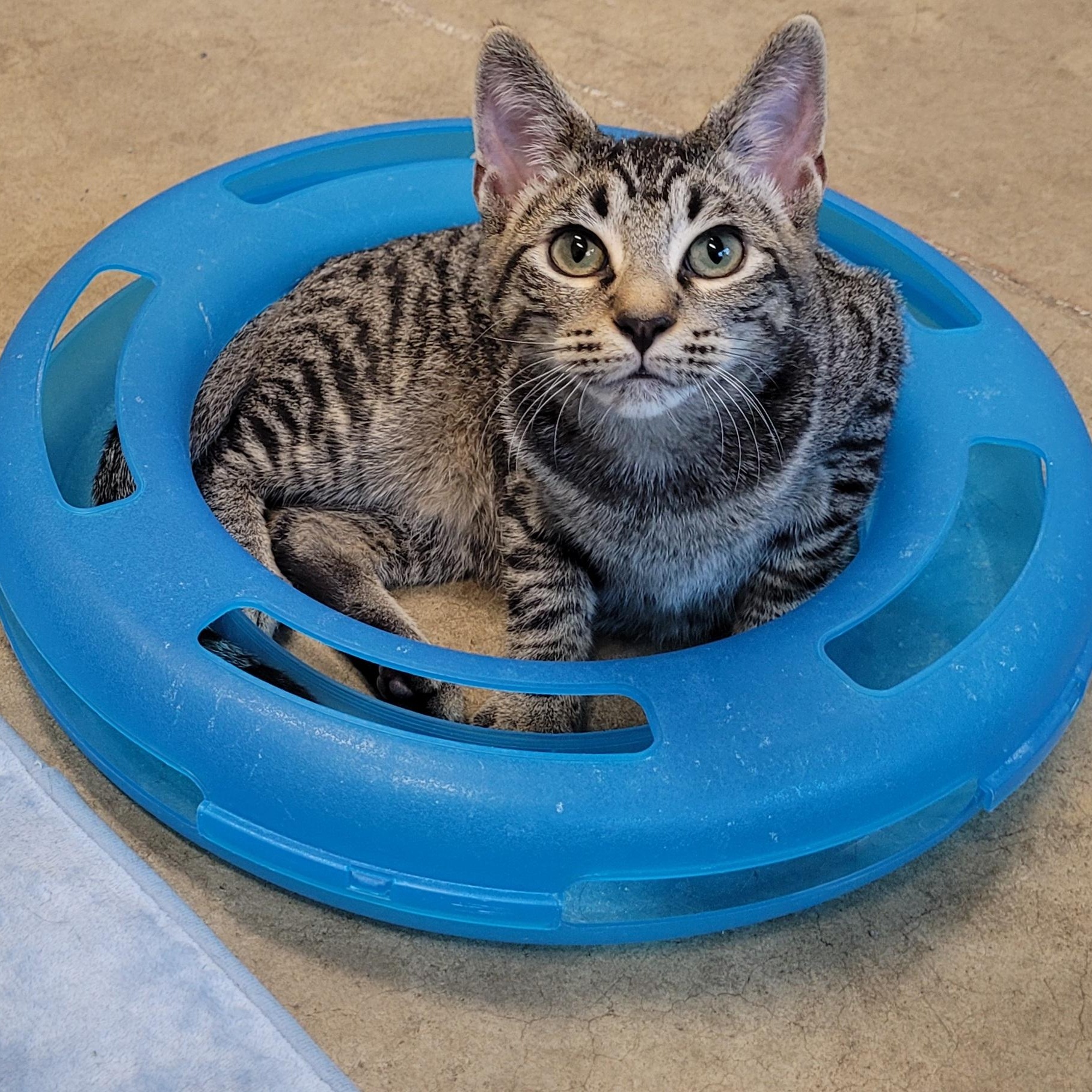 Falafel & Pita, Adoptable, Young Male Domestic Short Hair.